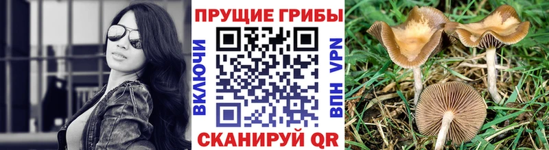 купить закладку  Звенигово  Псилоцибиновые грибы ЛСД 